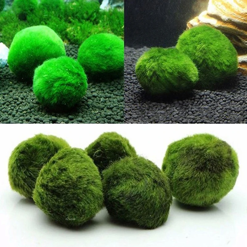 Planted Aquarium Maintenance - ลูกบอลมอส 1 ชิ้น ขนาด 3-4 ซม.