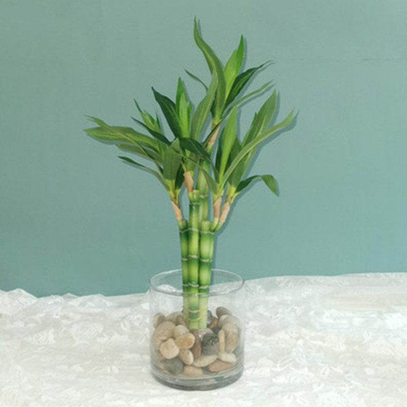 Aquarium Planted Tank - ต้นไผ่กวนอิมเทียมขนาด 40 ซม. พร้อมกระถางสีเขียว สำหรับตกแต่งสวนกลางแจ้ง โต๊ะอาหาร