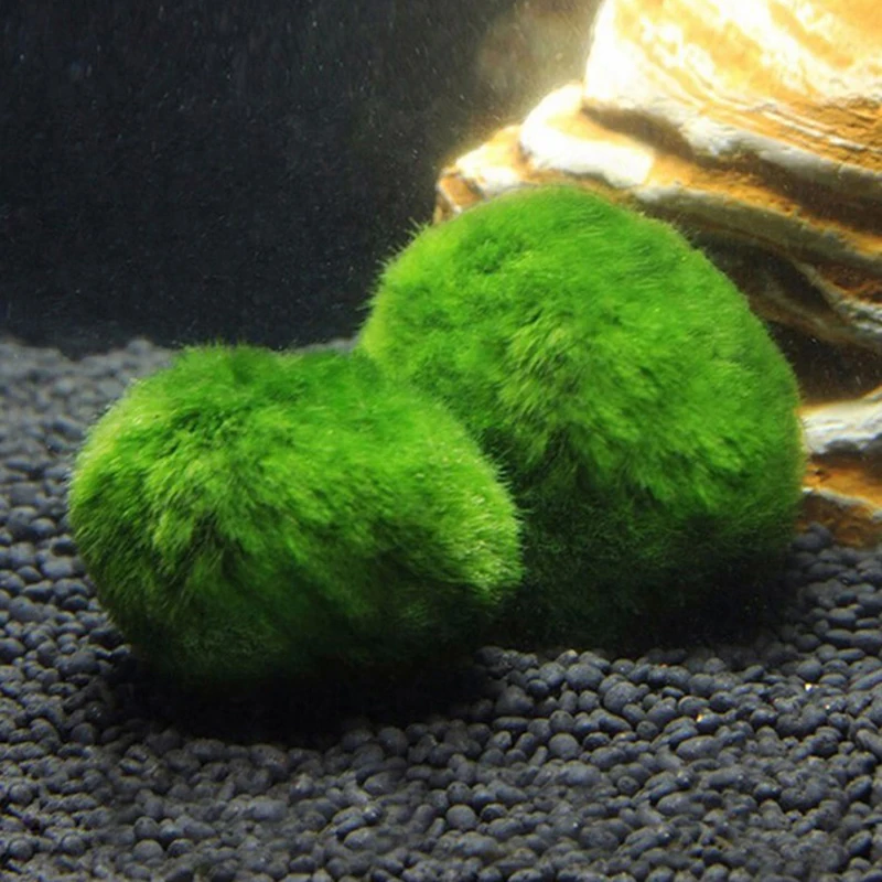ลูกบอลมอส 1 ชิ้น ขนาด 3-4 ซม.  - Planted Aquarium Maintenance บทวิจารณ์และราคา