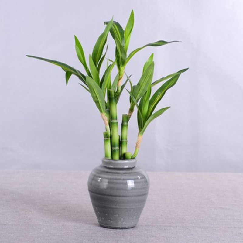 ต้นไผ่กวนอิมเทียมขนาด 40 ซม. พ - Aquarium Planted Tank บทวิจารณ์และราคา