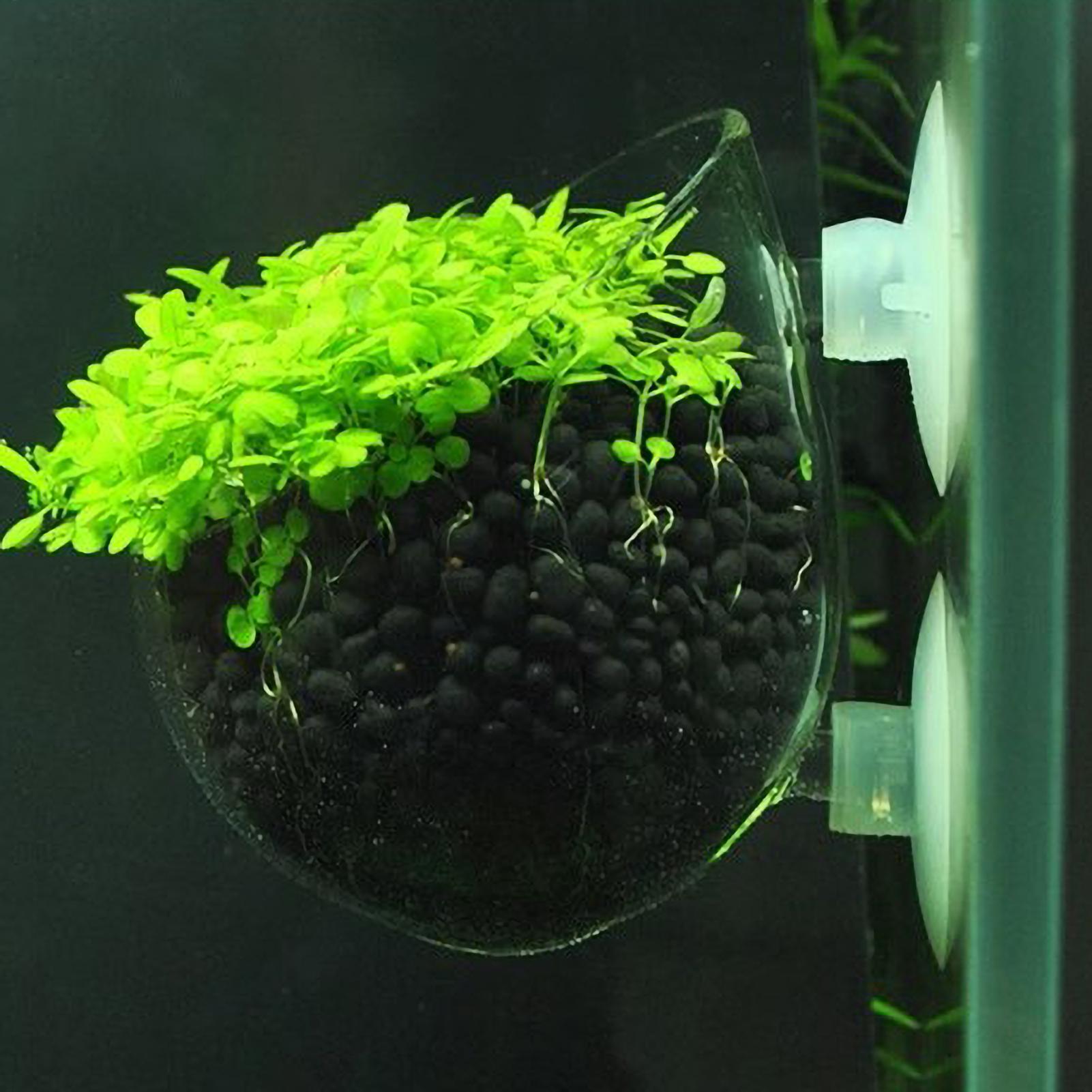ที่วางต้นไม้ในตู้ปลา กระถางแก้ - Planted Aquarium Maintenance บทวิจารณ์และราคา