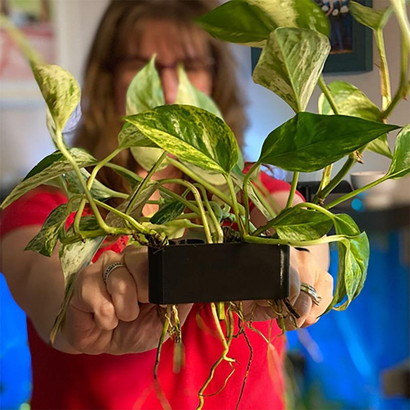 ตะกร้ารองรับต้นไม้ในตู้ปลา 1 2 - Aquarium Planted Set Up บทวิจารณ์และราคา